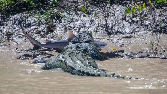 Cine e mai tare, crocodilul sau rechinul?