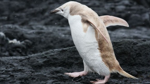 Un pinguin blond a fost găsit în Antarctica. Ce au aflat speciliştii – VIDEO