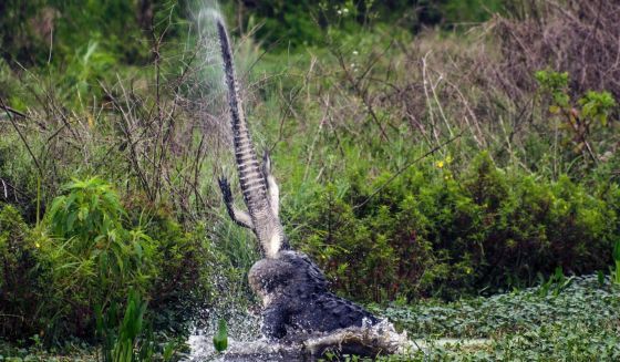 Când vânătorul devine vânat: aligator sfâşiat de la mijloc