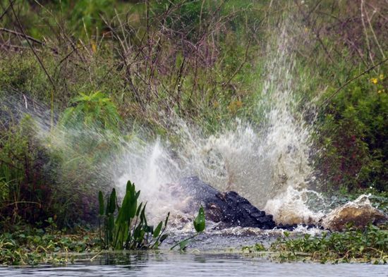 Când vânătorul devine vânat: aligator sfâşiat de la mijloc (Galerie Foto)