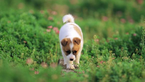 Infecţia cu Giardia la caini