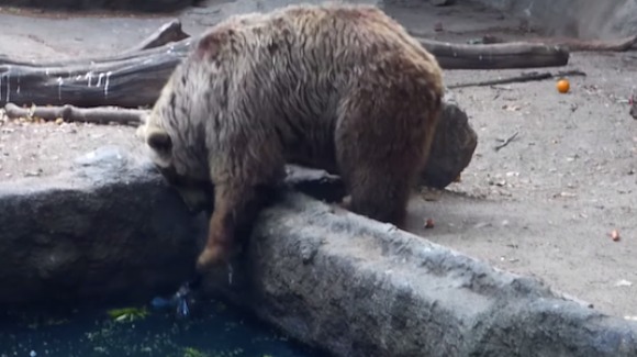 VIDEO impresionant: un urs salvează o pasăre de la înec