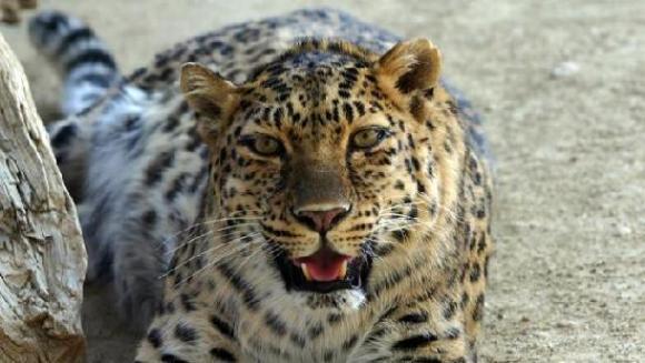 Şi-au ratat viaţa pentru a salva un leopard