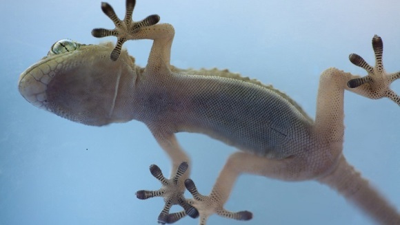 Secretul “lipicios” al şopârlelor gecko