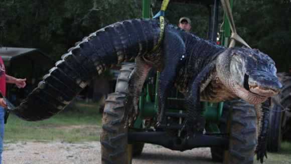 Un aligator gigantic a rupt cântarul vânătorilor. Cât cântărea el