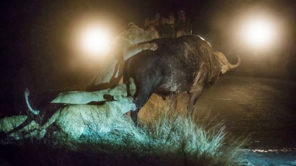 Un grup de lei înfometaţi a atacat un bivol lipsit de apărare – (Galerie Foto)