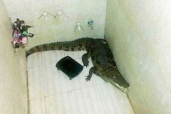 Surpriza din duş: un crocodil!