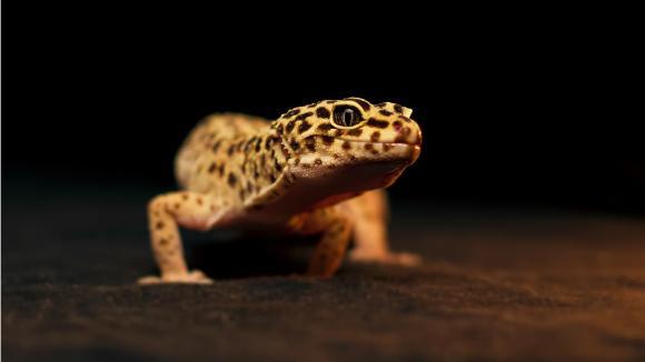 5 specii de reptile potrivite ca animale de companie