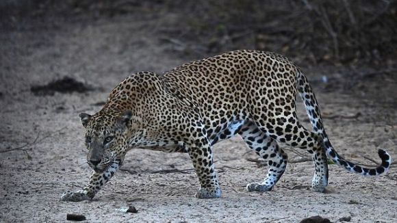 Leopardul ce terorizează sute de săteni