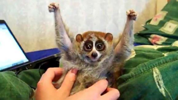 Videoclipul săptămânii! Un slow loris care îţi va topi inima