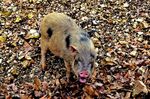 Un porc sălbatic a furat 18 beri, s-a îmbătat şi „s-a luat la harţă” cu o vacă – Galerie Foto