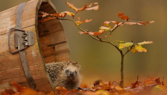 Poveste arămie – animăluţe care se bucură de magia toamnei – Galerie Foto