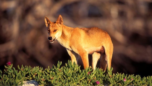 Câinele dingo australian – Canis lupus dingo