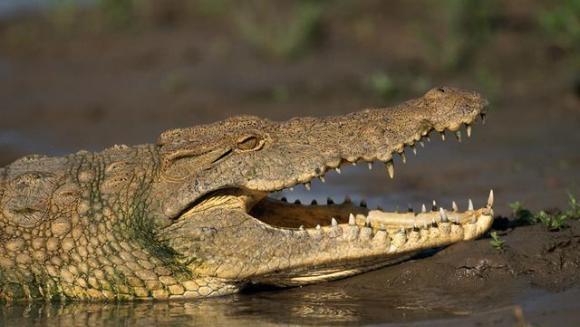 Îngrijitorul zoo atacat de un crocodil