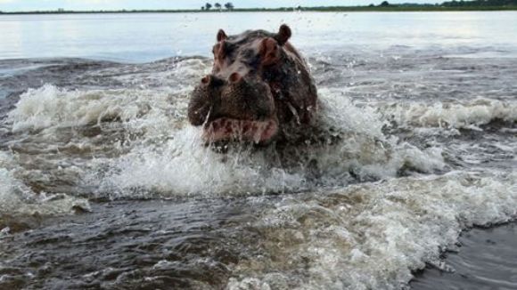 Când animalele atacă: un hipopotam nervos s-a repezit la nişte turişti – FOTO