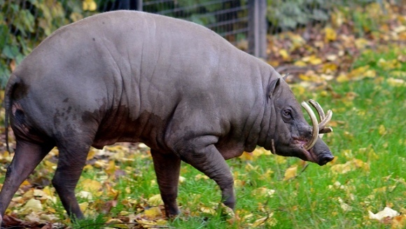 Totul despre babirusa  – porcul cerb (Babyrousa babyrussa)