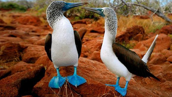 Excepţionala diversitate a animalelor: specii endemice din insulele Galapagos