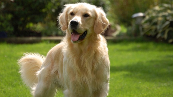 Golden retriever – istoric și descriere