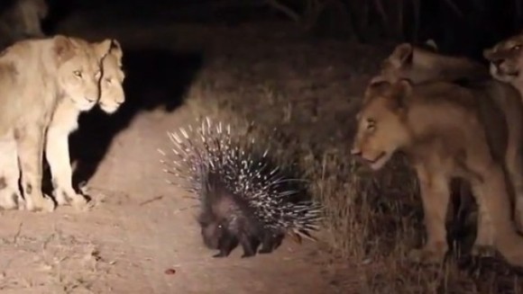 Un porc spinos vs. 17 leoaice. Cine iese învingător?