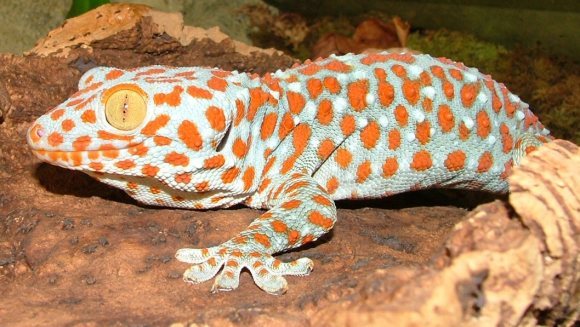 Îngrijire Gecko Tokay – una dintre cele mai mari specii de Gecko din lume