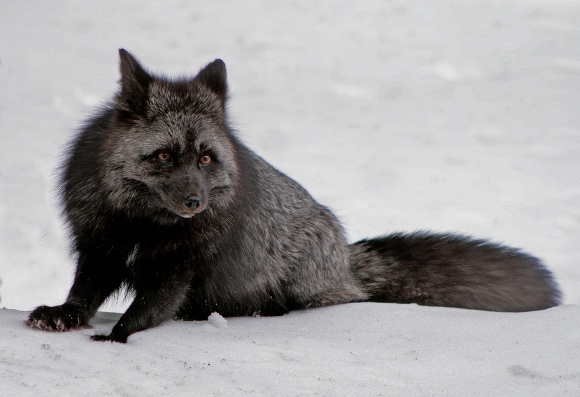 Mutaţii incredibile: animale care suferă de melanism (Galerie Foto)