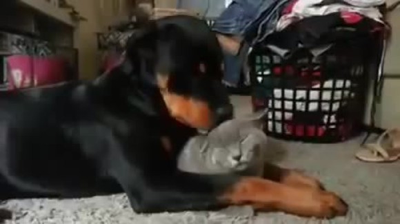 Rottweilerul care îşi iubeşte pisica mai mult decât orice pe lume