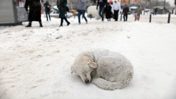 Ajutați câinii fără stăpân să treacă mai ușor peste iarnă