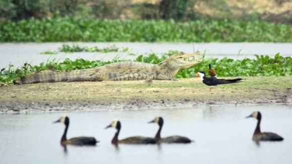 Crocodilii – rude apropiate ale păsărilor! De ce arată atât de diferit de acestea?