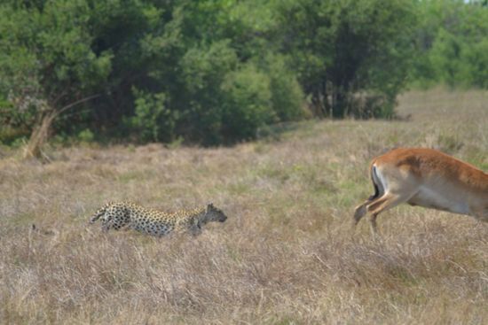 Fascinant! În lupta dintre două antilope intervine un leopard. Finalul – Galerie Foto