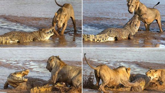 Lei versus un singur crocodil. Cine câştigă? – Galerie Foto