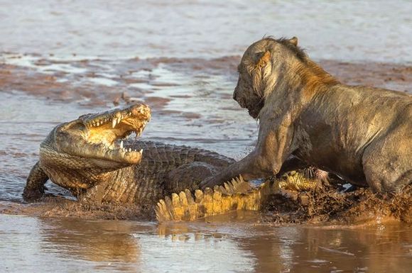 Lei versus un singur crocodil. Cine obţine trofeul?(Galerie Foto)