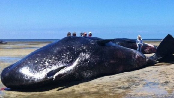 Imagine cutremurătoare: şapte balene au eşuat pe o plajă din Australia -VIDEO