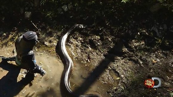 A fost difuzat! Ce s-a întâmplat cu naturalistul care s-a lăsat înghiţit de anaconda (Galerie Foto)