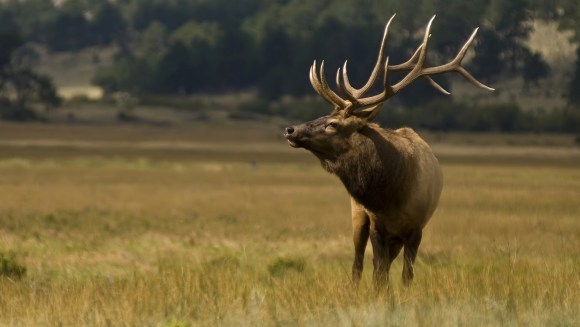 Elanul – cea mai mare specie din familia cerbilor