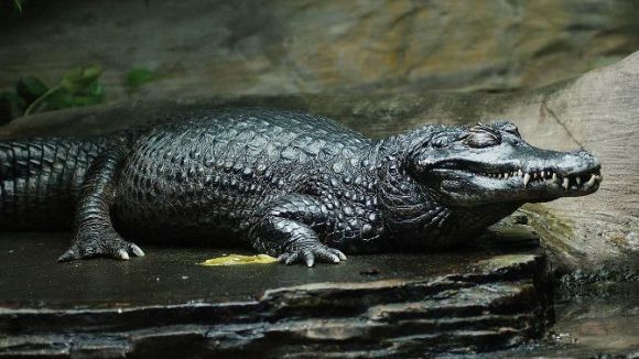 Mutaţii incredibile: animale care suferă de melanism – Galerie Foto