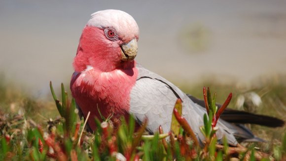 Papagalul Galah sau Kakadu roz