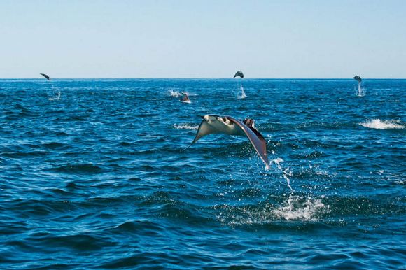 Imagini incredibile cu pești Mobula Munkiana, făcând salturi spectaculoase în aer -(Galerie Foto)