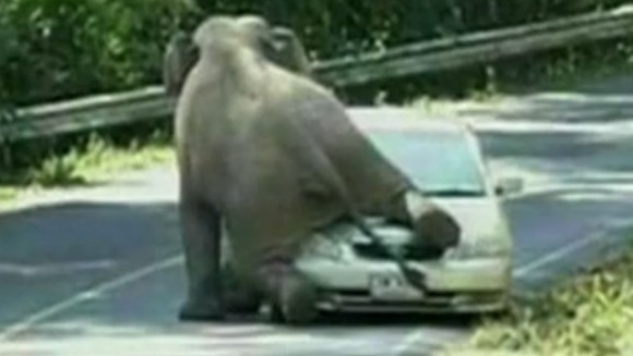 Maşină strivită de un elefant, în Thailanda – VIDEO