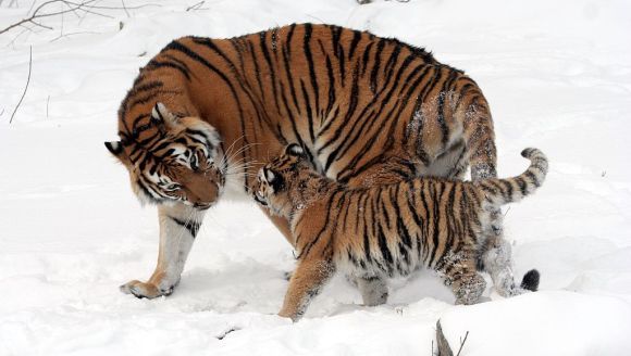 Tigrii siberieni se întorc după mai bine de 70 de ani în China. Primele imagini video