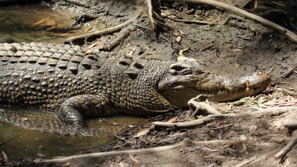 Crocodilul de apă sărată – cel mai mare crocodil