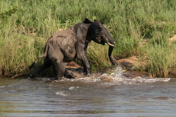 Imagini violente: elefant mușcat de trompă de un crocodil. Cine a ieșit învingător? (Galerie Foto)