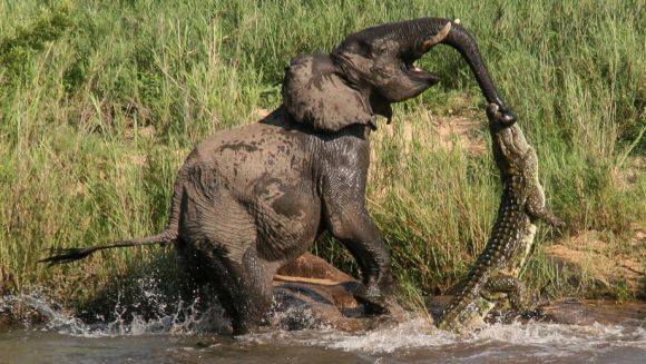 Imagini violente: elefant mușcat de trompă de un crocodil. Cine a ieșit învingător? – Foto