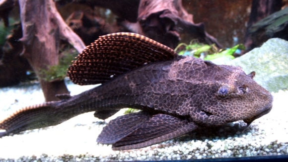 Plecostomus – sanitarul uriaș