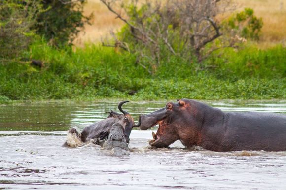 Fotografii incredibile: în lupta dintre un crocodil și o antilopă intervine un hipopotam (Galerie Foto)