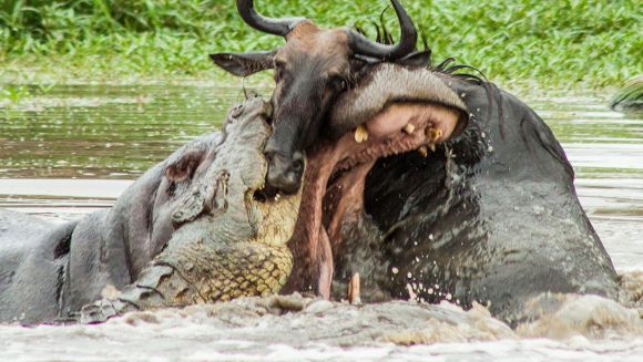 Fotografii incredibile: în lupta dintre un crocodil și o antilopă intervine un hipopotam – Galerie Foto