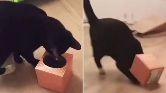 Curiozitatea a omorât pisica? Nu, i-a blocat capul într-o cutie! VIDEO