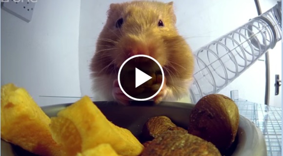 Hamsterul mâncăcios: cât de repede își înfulecă mâncărica – VIDEO