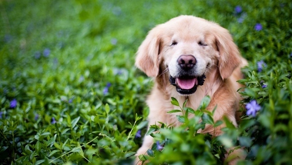 Născut fără ochi, un Golder Retriever aduce bucurie oamenilor cu dizabilități – Galerie Foto