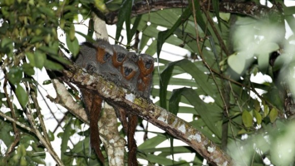 O nouă specie de maimuţe a fost descoperită în pădurile tropicale amazoniene