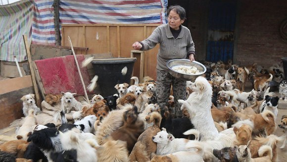 În fiecare zi, aceste femei vârstnice din China se trezesc la 4 dimineața să hrănească 1.300 de câini maidanezi (Galerie Foto)